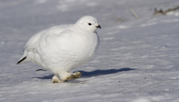 Белая Полярная куропатка
