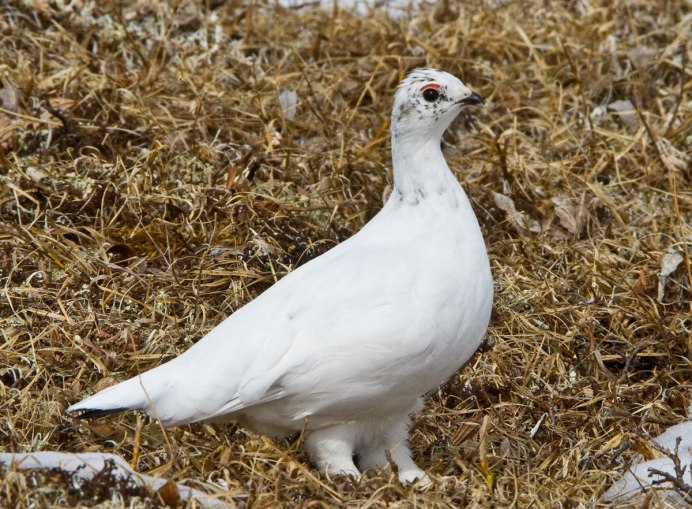 Серая куропатка Курганской области