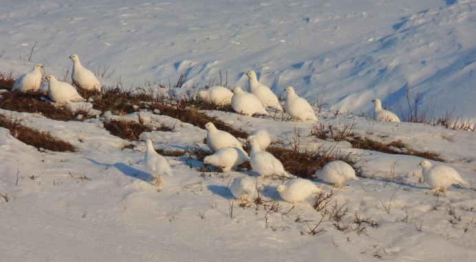 Яйца белой куропатки