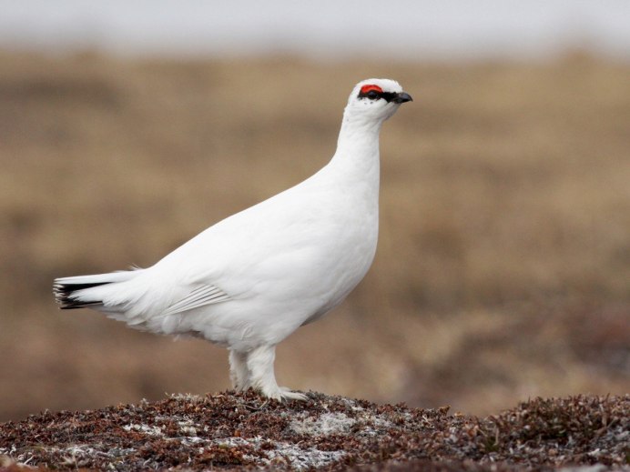 Фауна Исландия Птармиган