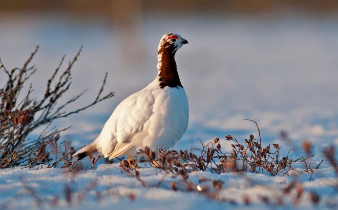 Белая Полярная куропатка