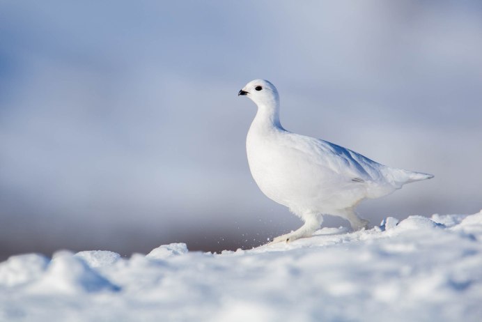 Тундряная куропатка
