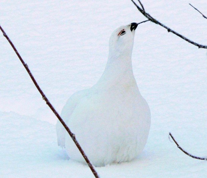 Rock Ptarmigan