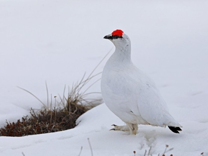 Белые куропатки Гренландия