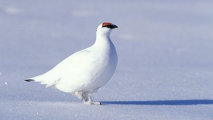 Тундровая куропатка