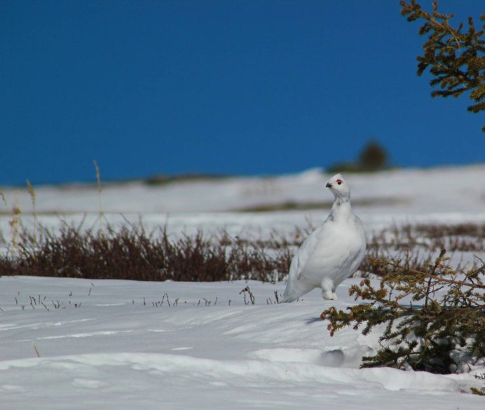 Тундряная куропатка - lagopus mutus ареал