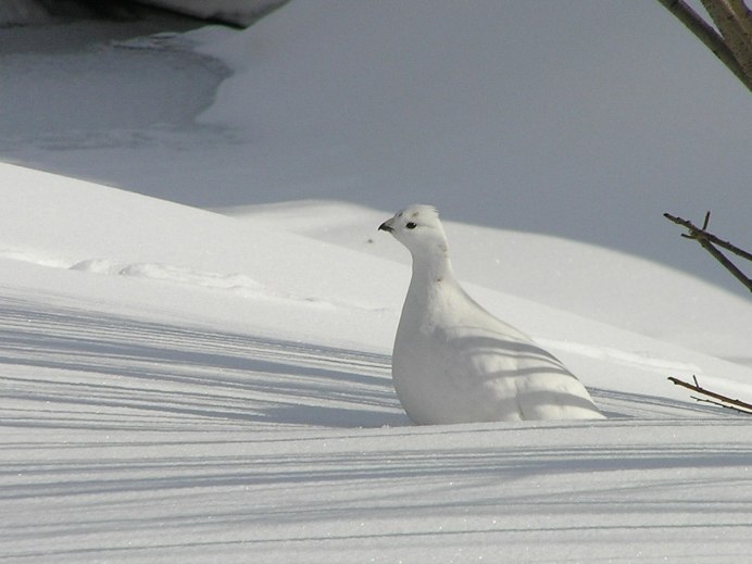 Птицы тундры белая куропатка