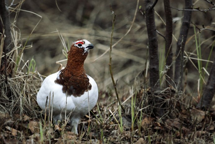 Алтайская тундряная куропатка