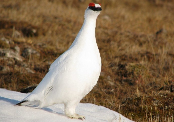 Белая куропатка в тундре