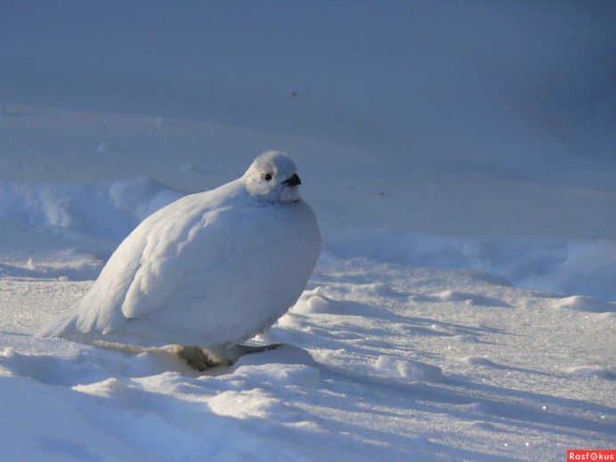 Первозданная Россия куропатка