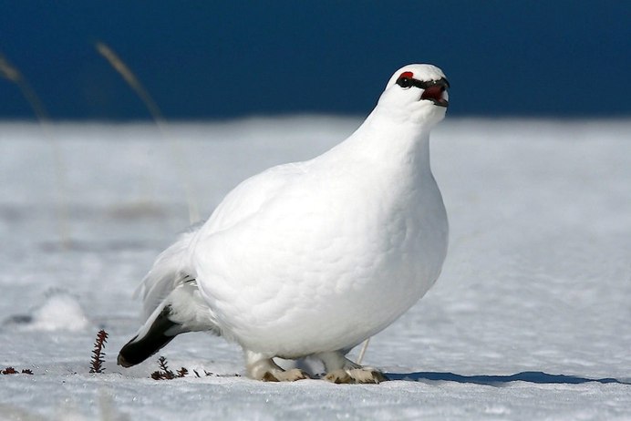 Белая куропатка