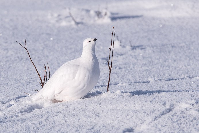 Белая куропатка в тундре