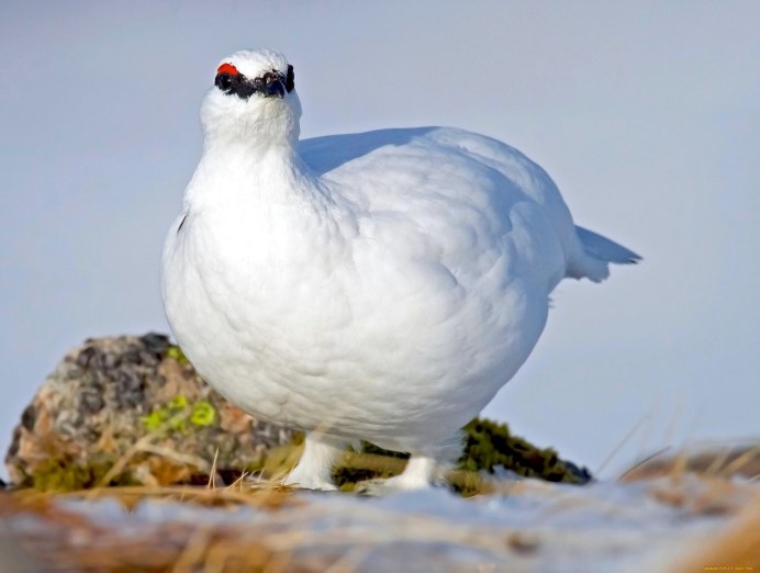 Белая куропатка Камчатки