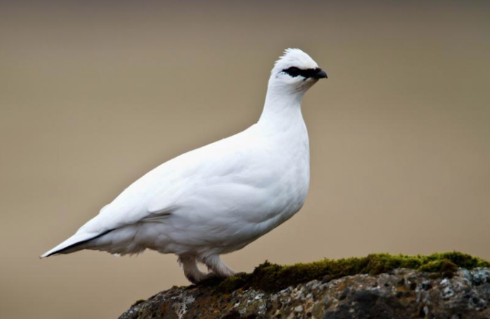 Куропатки ЯНАО