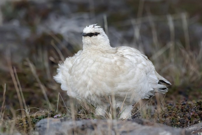Тундряная куропатка