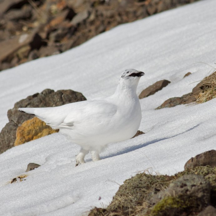 Белая куропатка летом и зимой