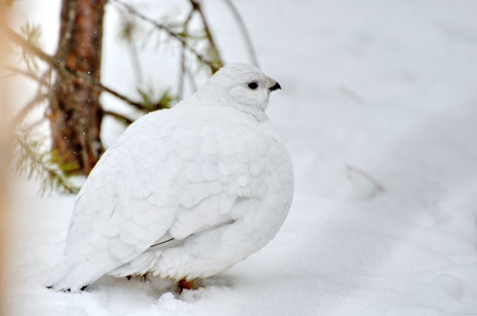 Куропатка Красноярский край