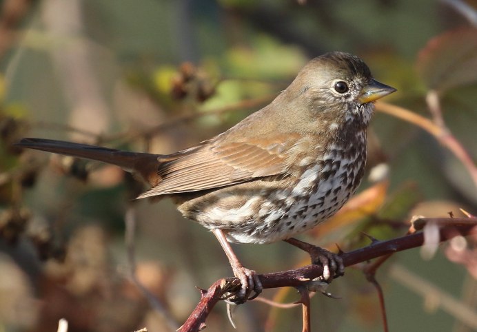 Семейство: Вьюрковые (Fringillidae)