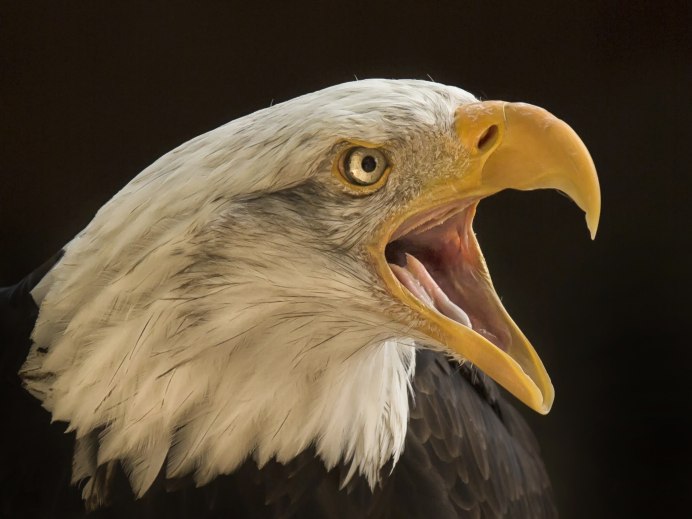 Сокол канюк