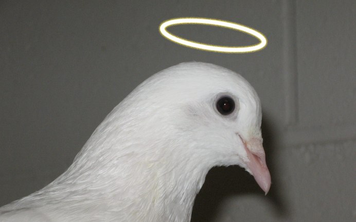 Дикий голубь сизарь