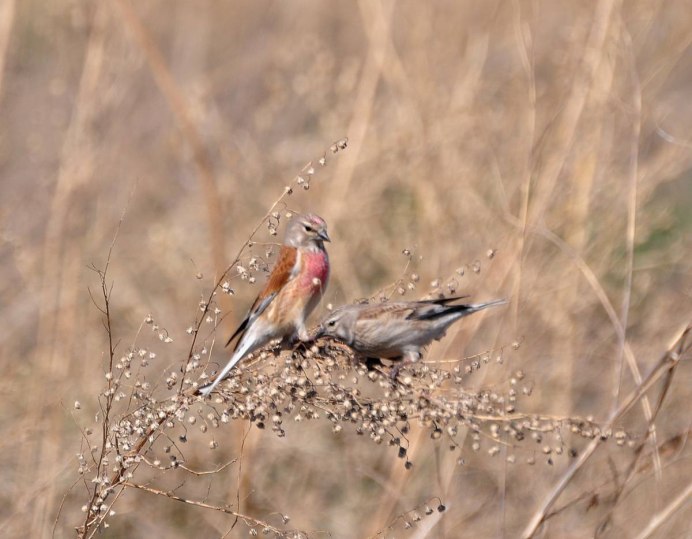 Коноплянка птица самка и самец