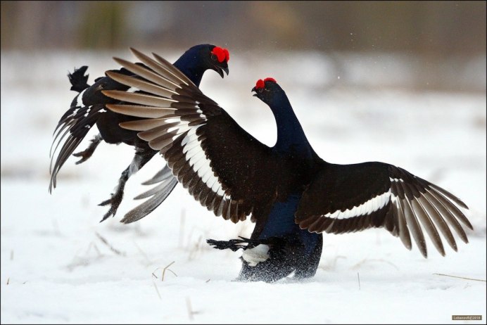 Тетерев-Косач питается