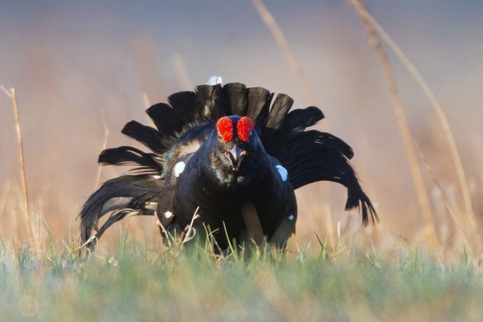 Тетерев Lyrurus Tetrix