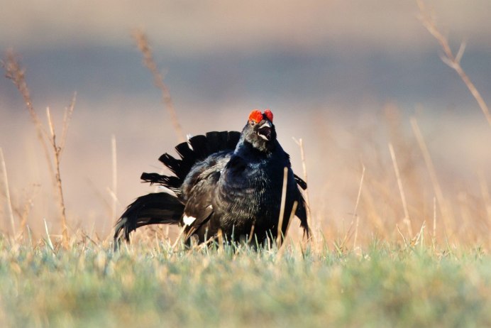 Сибирский тетерев Косач
