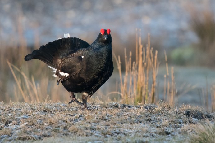 Тетерев-Косач (Lyrurus Tetrix)