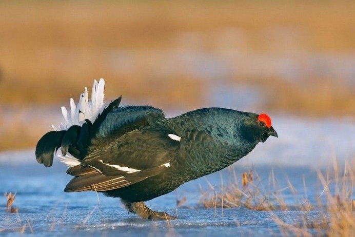 Тетерев-Косач самка и самец