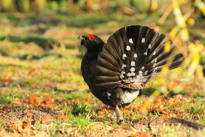 Тетерев-Косач (Lyrurus Tetrix)