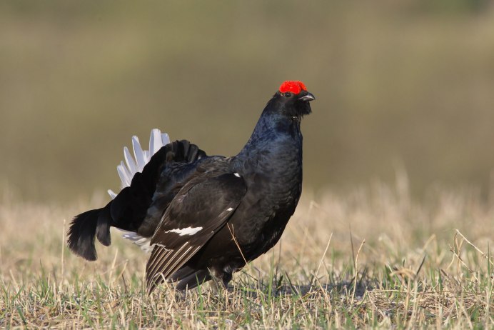 Самка тетерева и глухаря