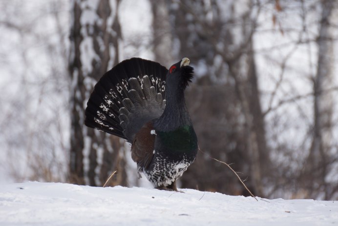 Тетерев-Косач (Lyrurus Tetrix)