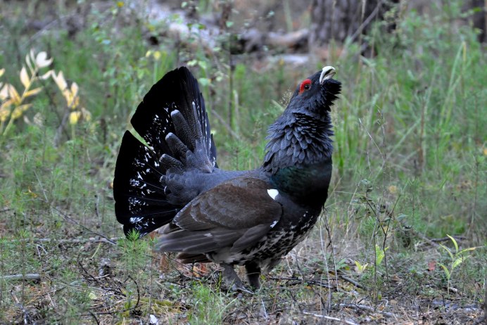 Глухарь (Tetrao urogallus)