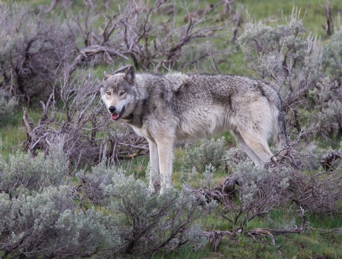 Wolfdog черный