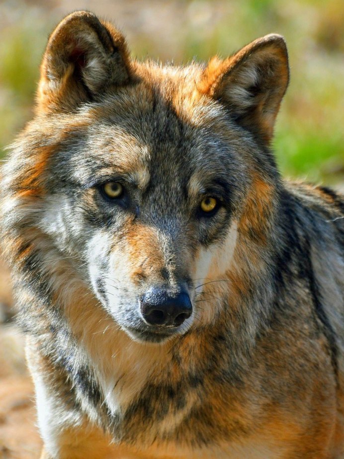 Волк под деревом