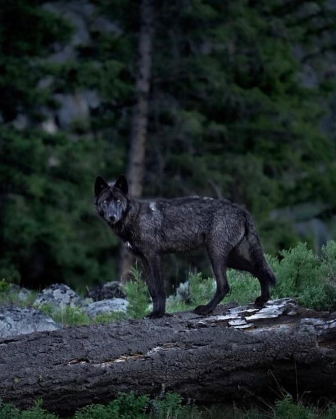 Мосбахский волк