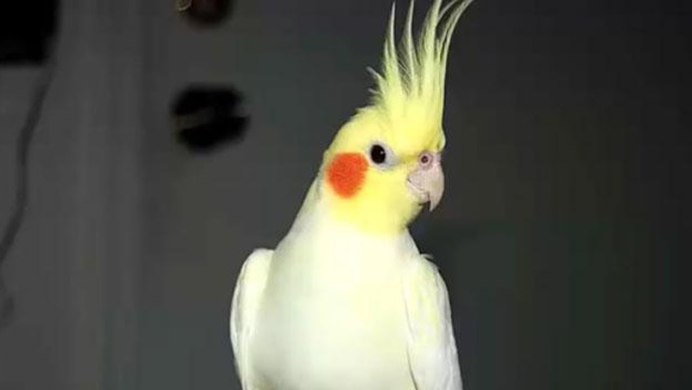 Корелла лютино