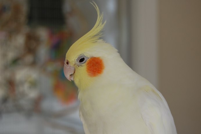 Какаду и корелла