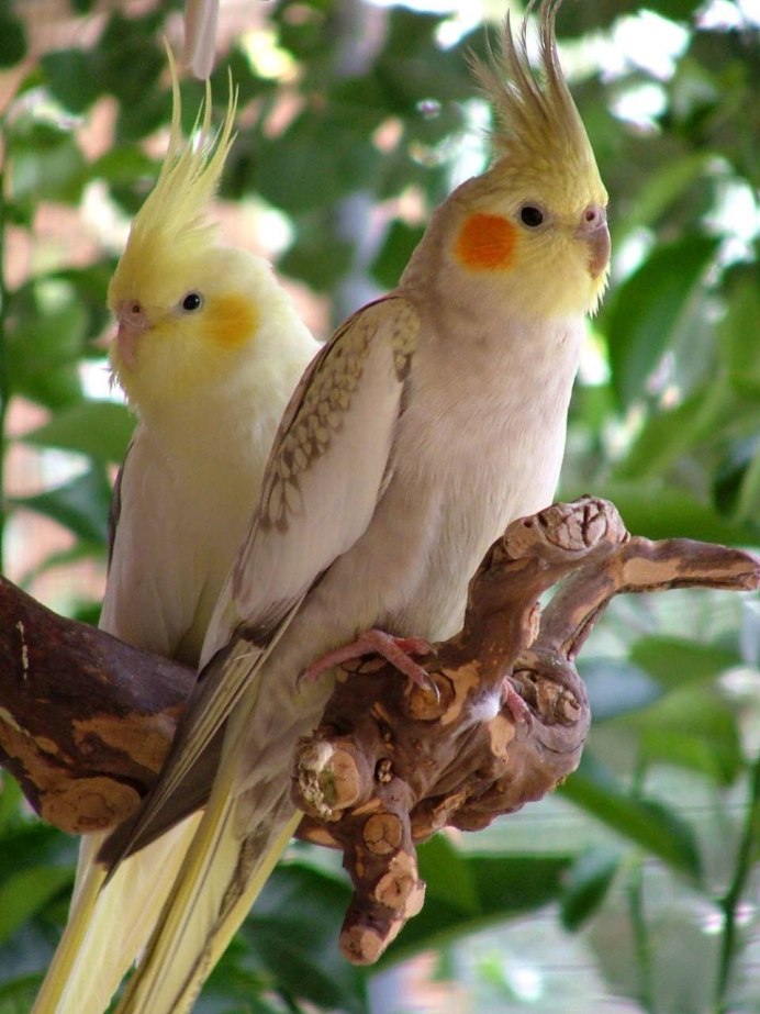 Корелла лютино самец