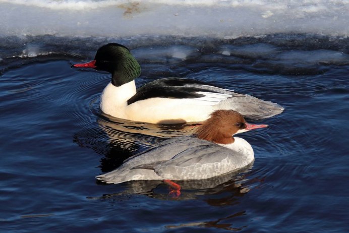 Большой крохаль Mergus Merganser