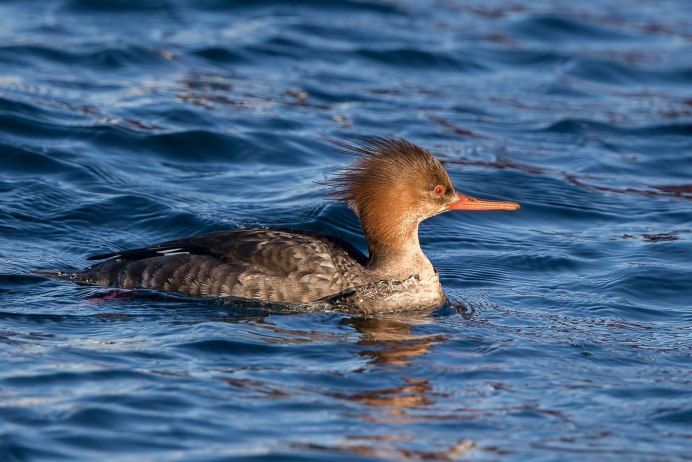 Большой крохаль Mergus Merganser