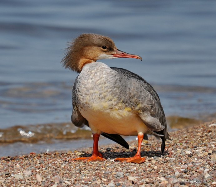 Большой крохаль Mergus Merganser