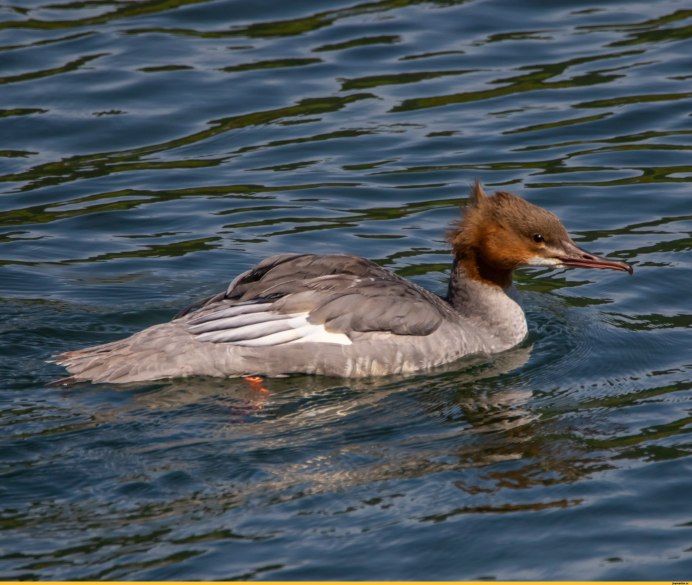 Большой крохаль Mergus Merganser