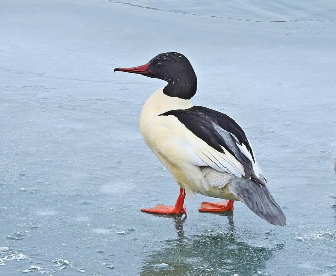 Большой крохаль Mergus Merganser