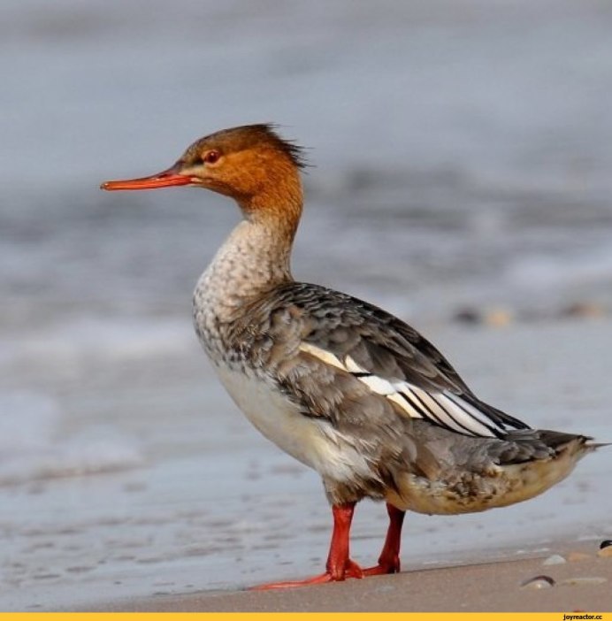 Большой крохаль Mergus Merganser