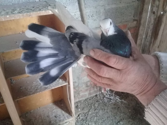 Стандарты голубей