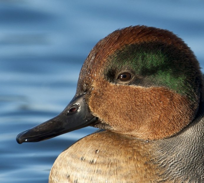 Утка чирок свистунок