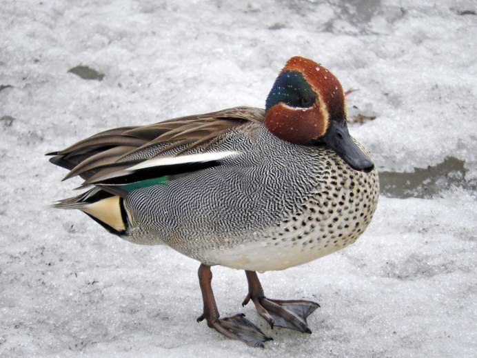 Утка голубокрылый чирок