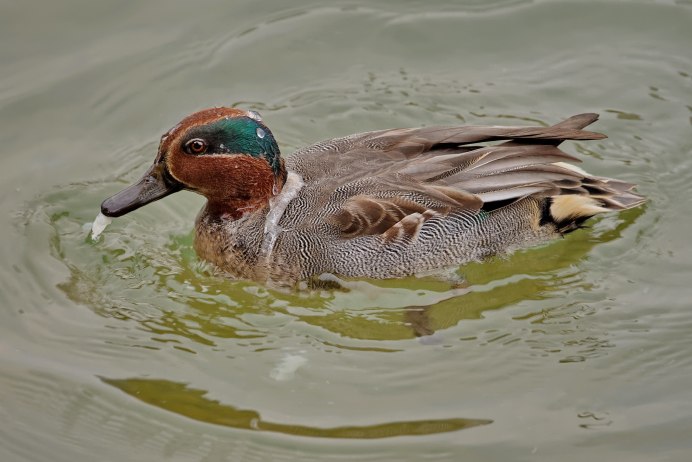 Чирок свистунок ареал